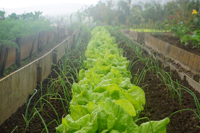 potager avec salade