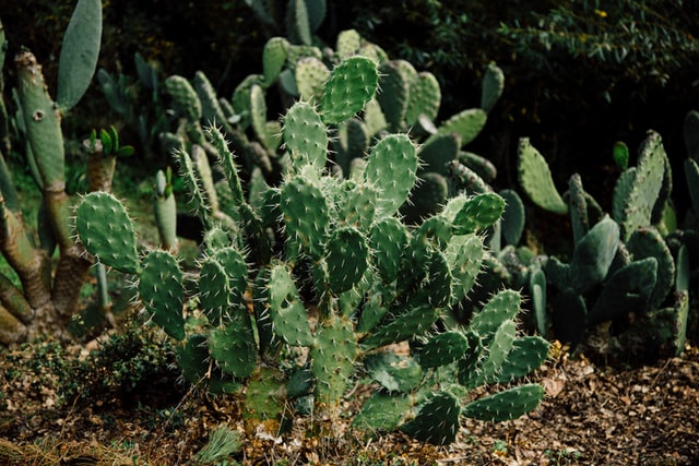 cactus vert