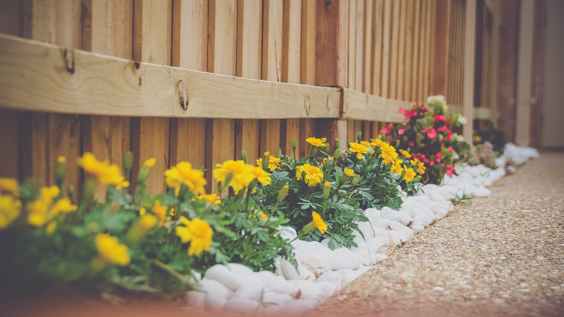 cloture en bois et fleur le long de la cloture avec des fleurs jaune et rose