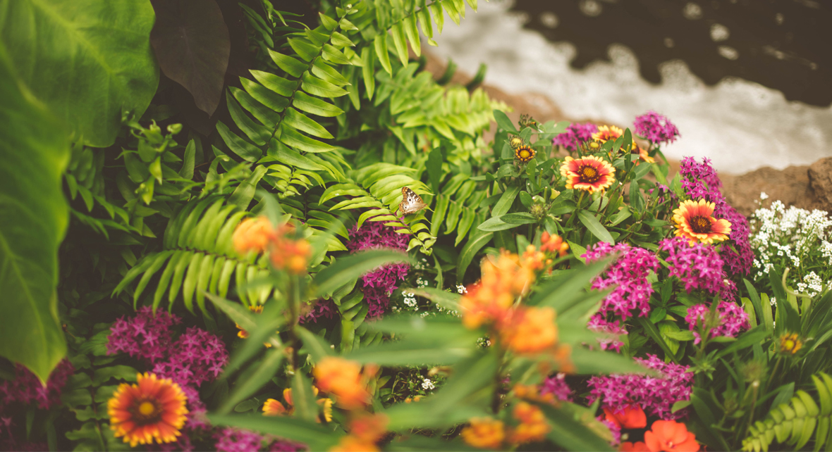 des fleurs dans un jardin avec une rivière en fond