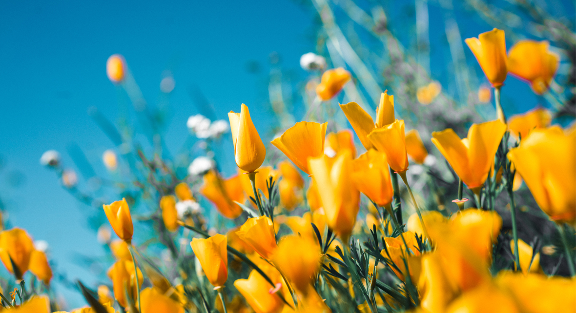 tulipe jaune