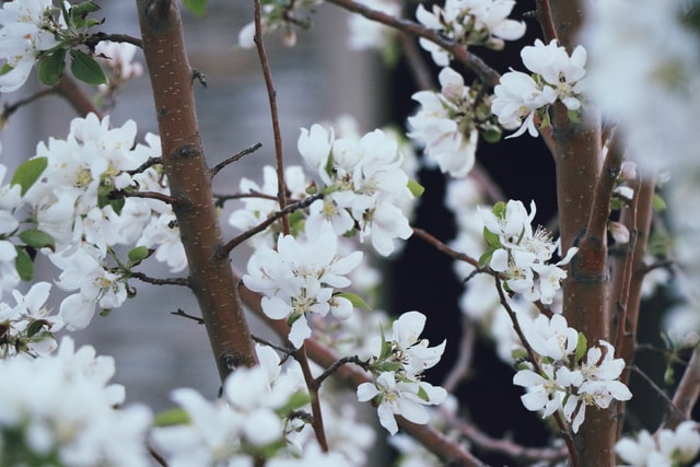 feuille d'arbre blanche