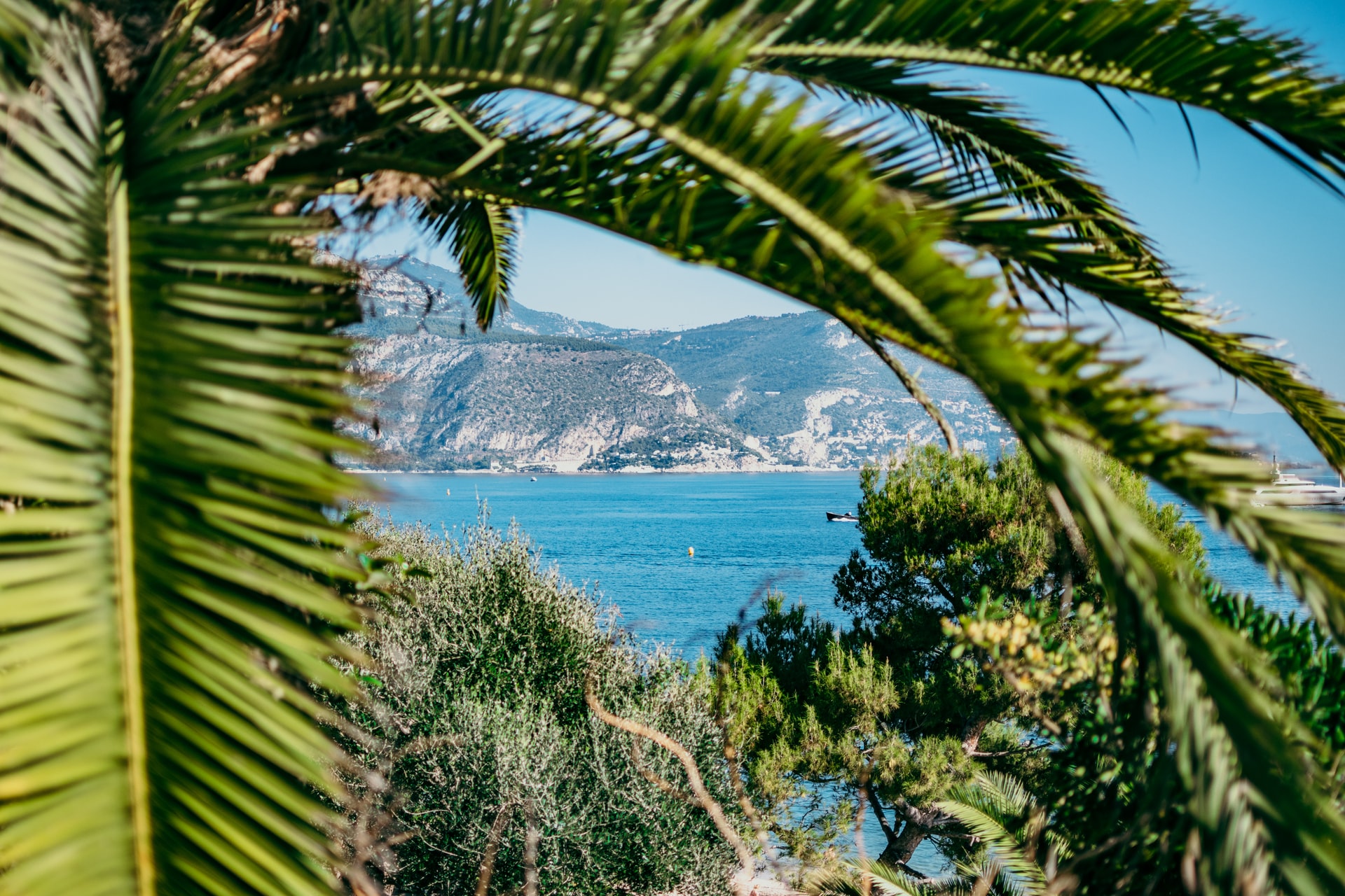 palmier avec vue sur la mer Méditerranée