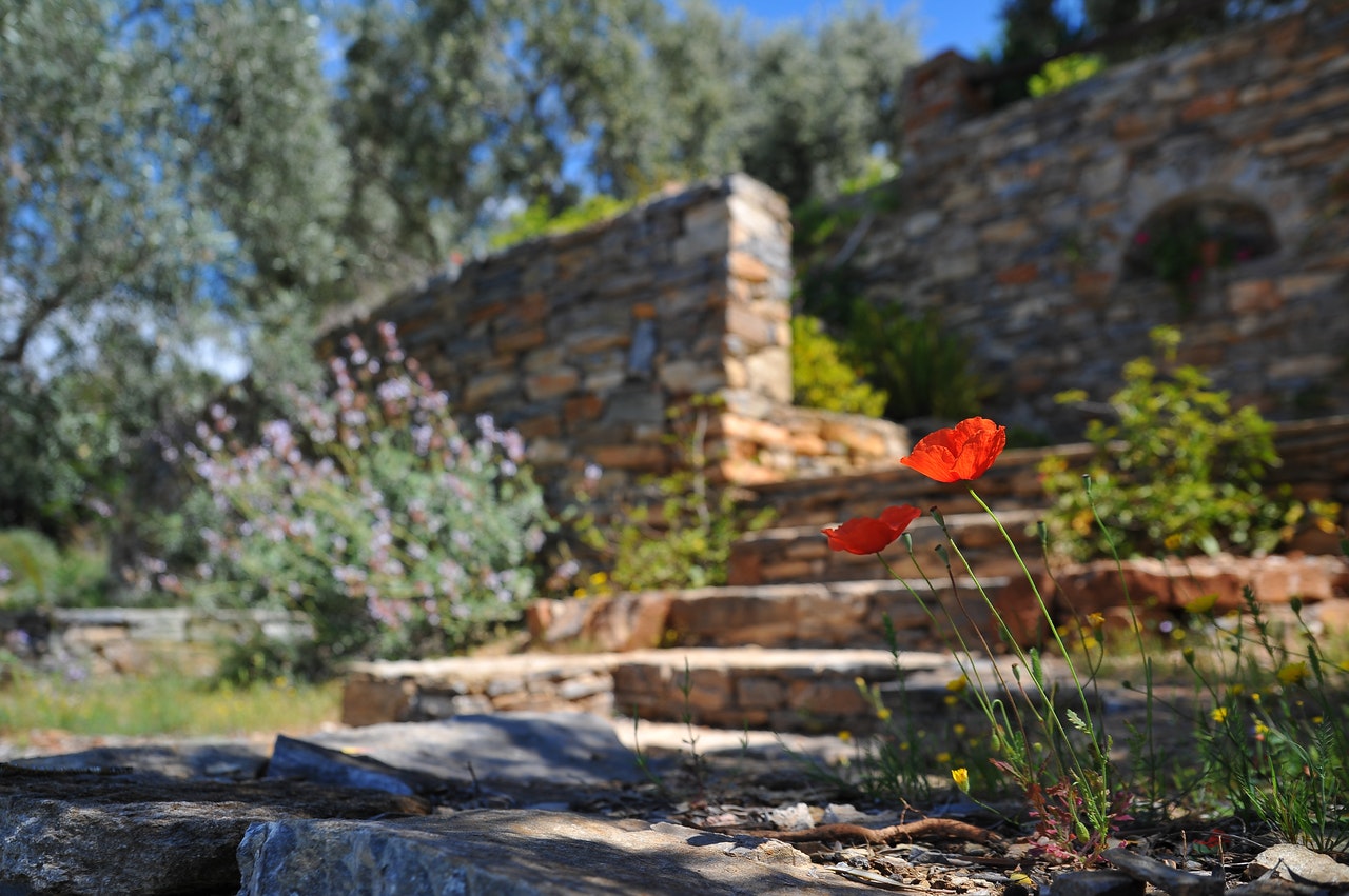 coquelicot avec en fond un mur et des marches en pierre