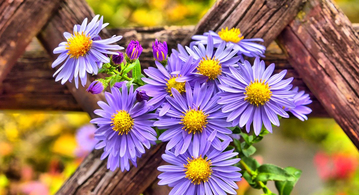 fleur mauve sur une cloture en bois