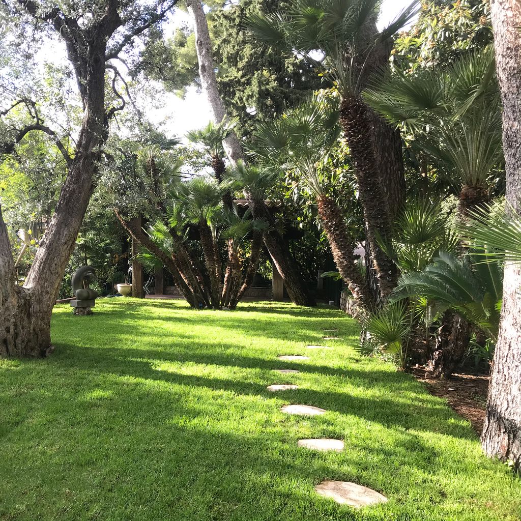 jardin avec des arbres et des pierre