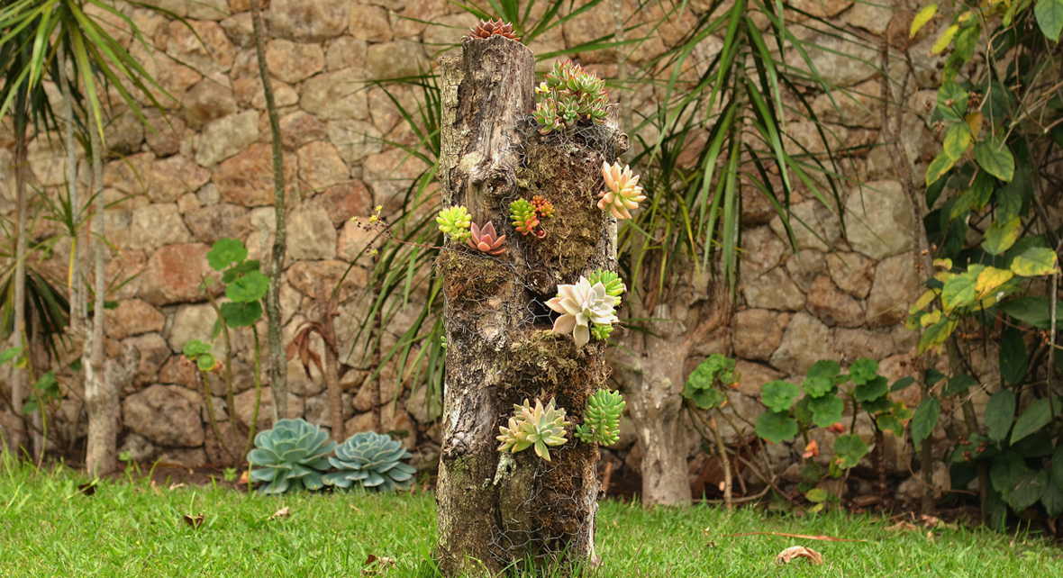 jardin avec un tronc d'arbre