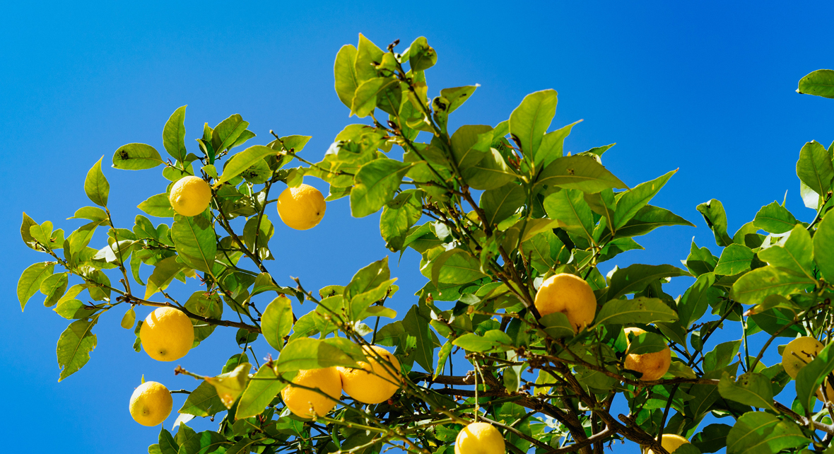 citronnier avec de nombreux citron et un ciel bleu