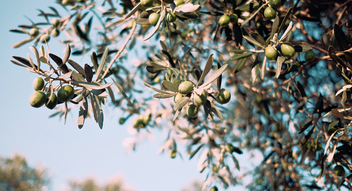 olivier avec des olives et un ciel bleu