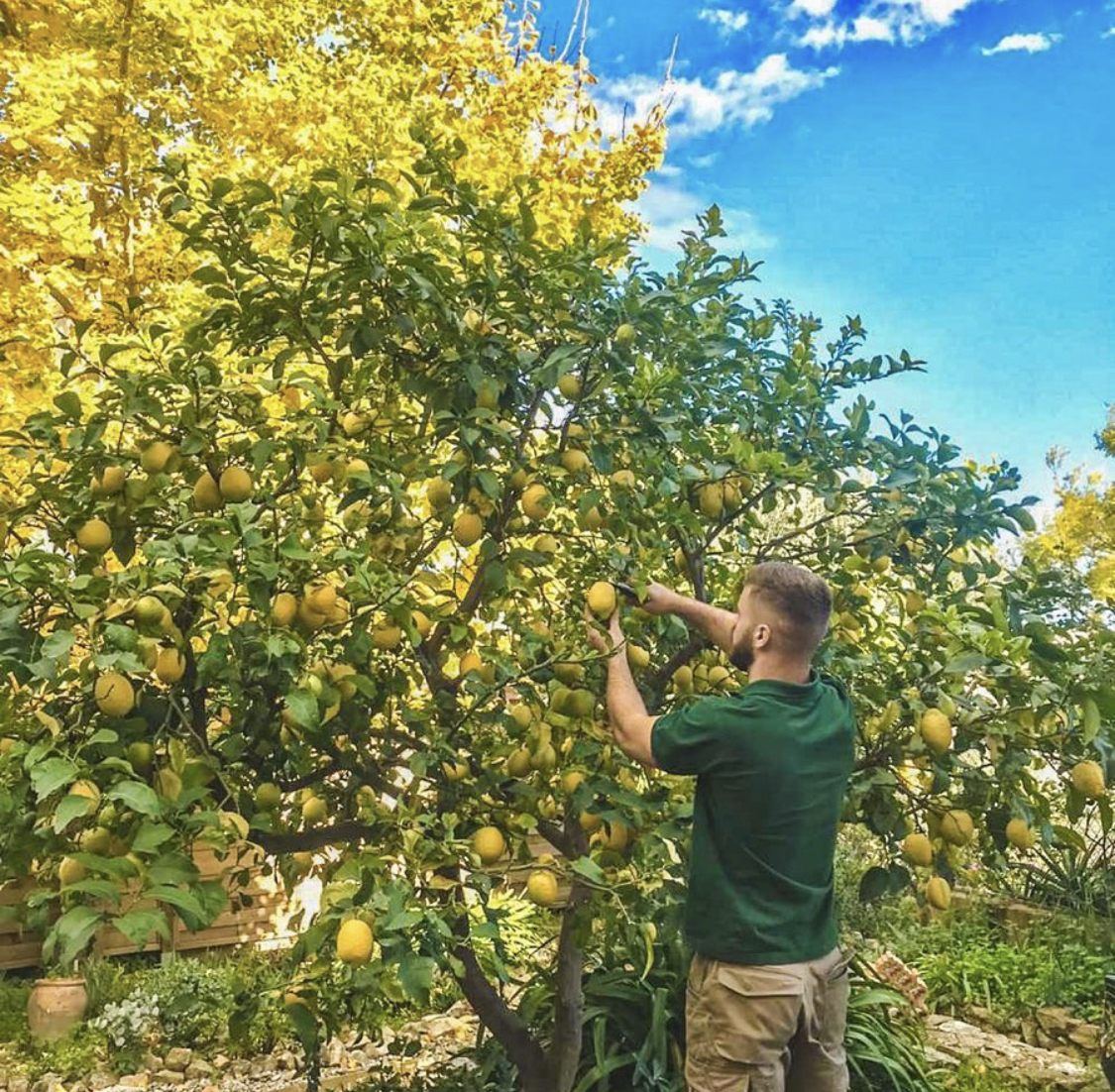 un homme taille un citronnier