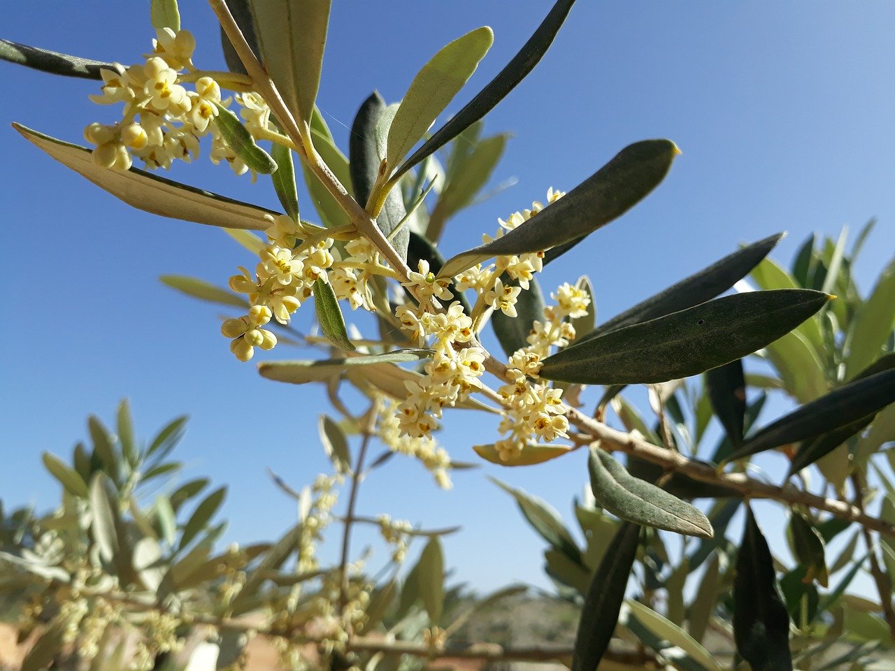 fleur d'olivier et ciel bleu