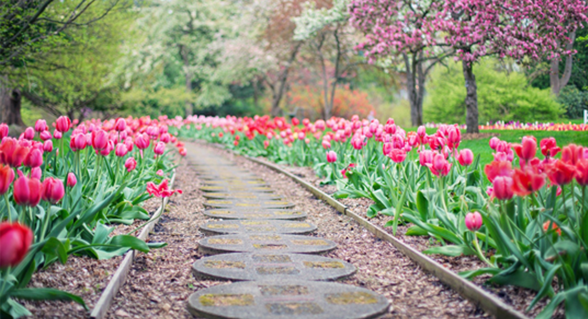 jardin avec tulipe rose