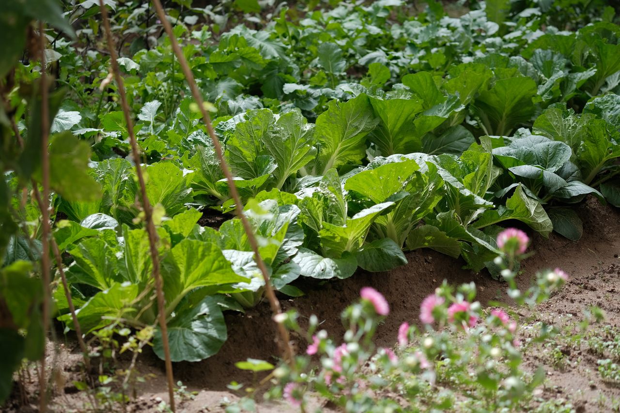 potager avec salade