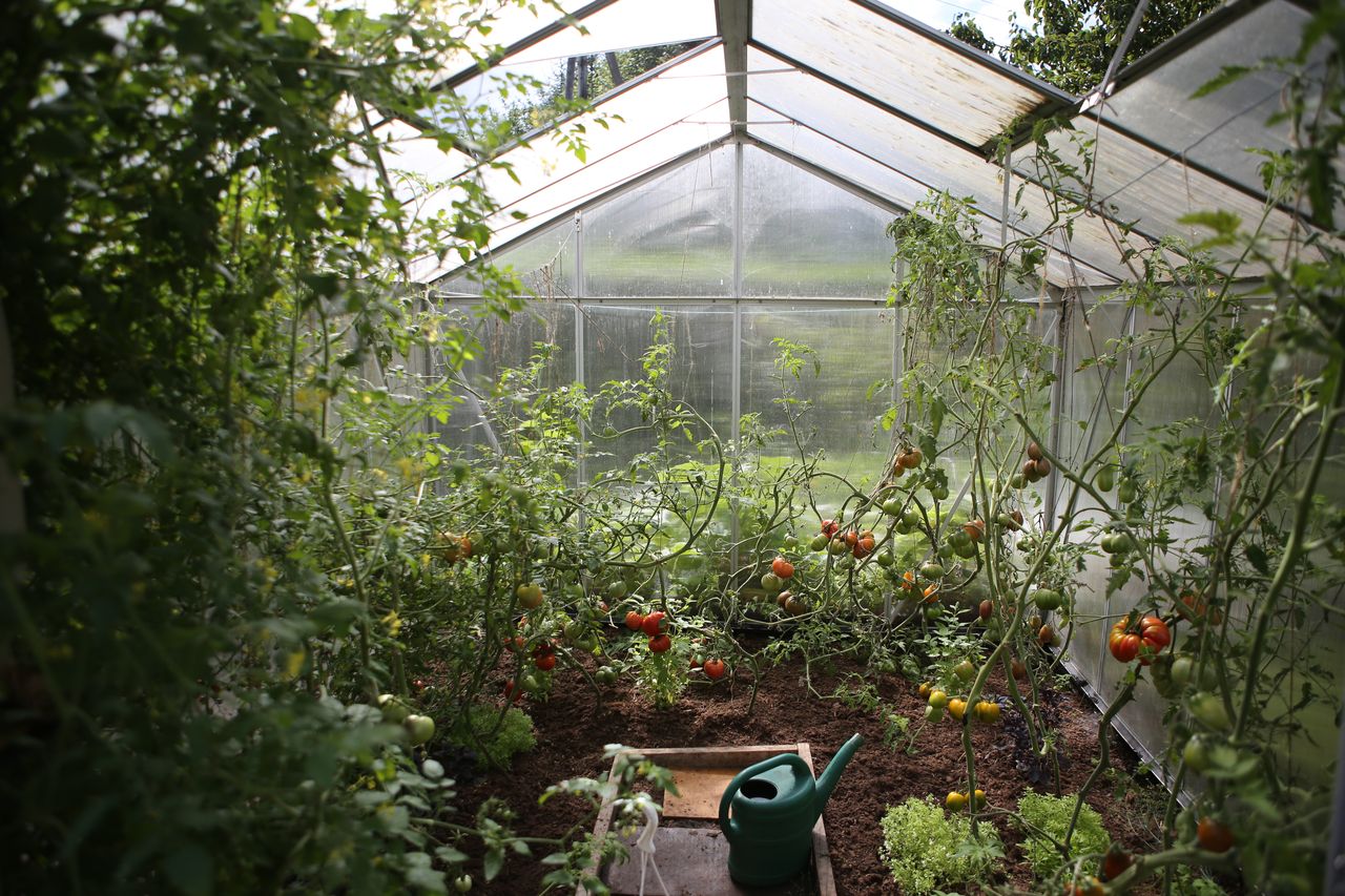 potager sous une serre