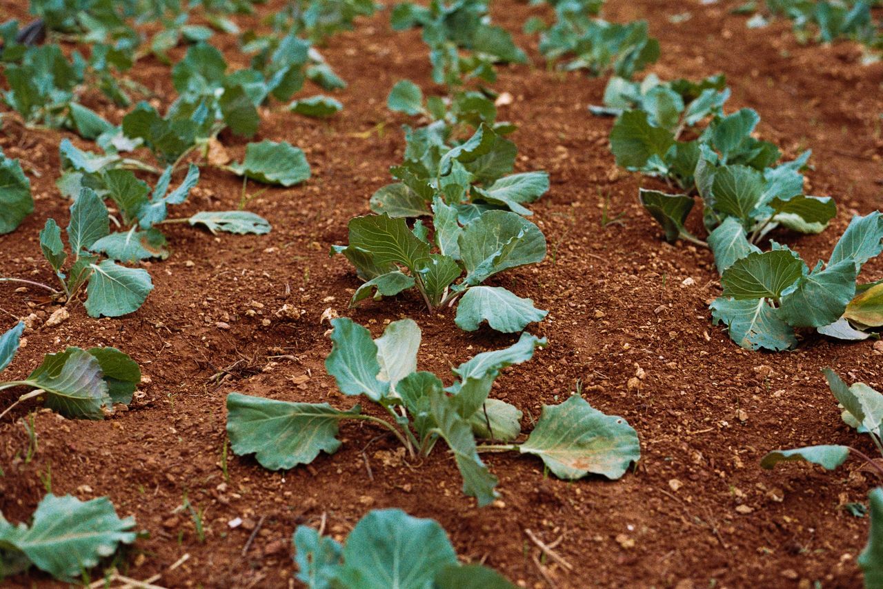 potager et légumes